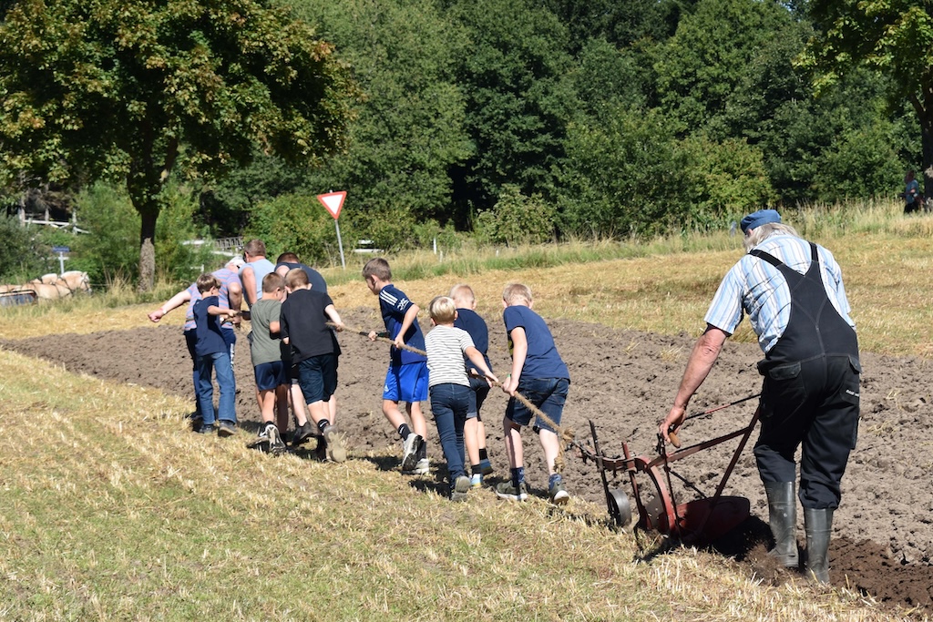Mange familier besøger Boldrup Museum til Fåredag med fåreklipning og aktiviteter i landlige omgivelser.