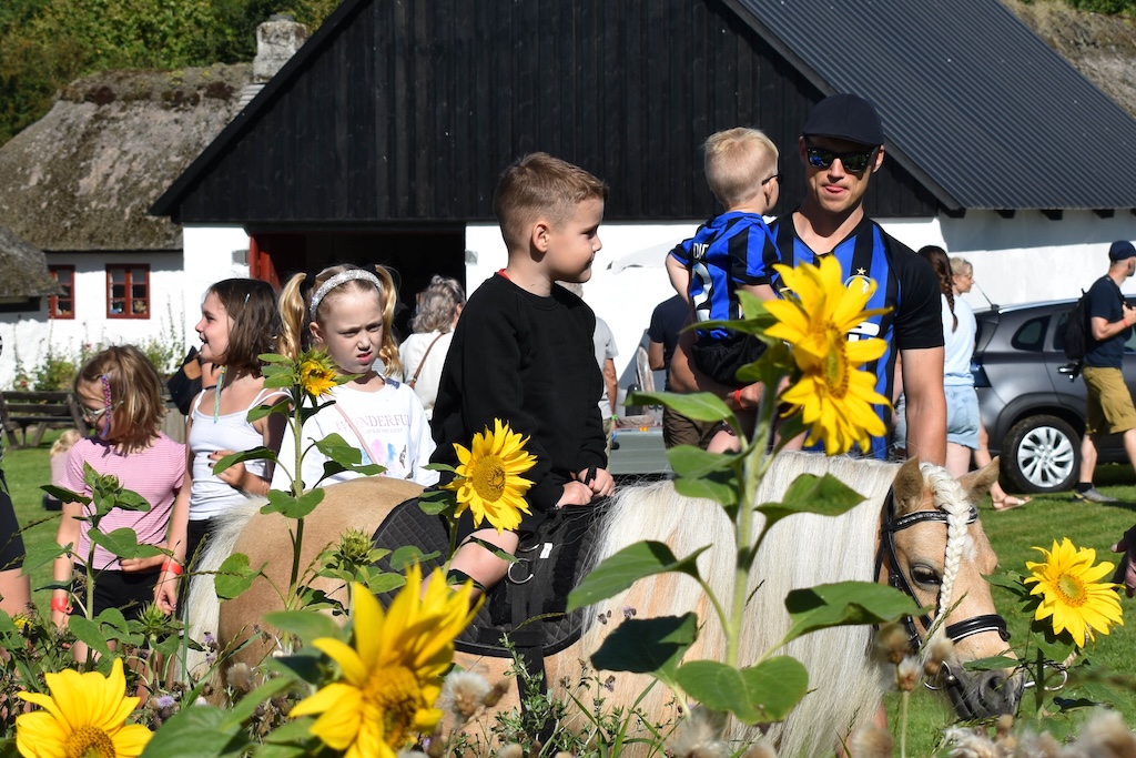 Mange familier besøger Boldrup Museum til Fåredag med fåreklipning og aktiviteter i landlige omgivelser.