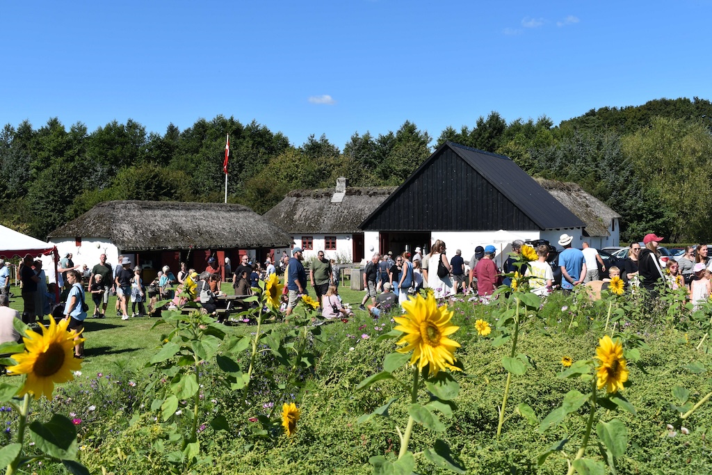 Mange familier besøger Boldrup Museum til Fåredag med fåreklipning og aktiviteter i landlige omgivelser.