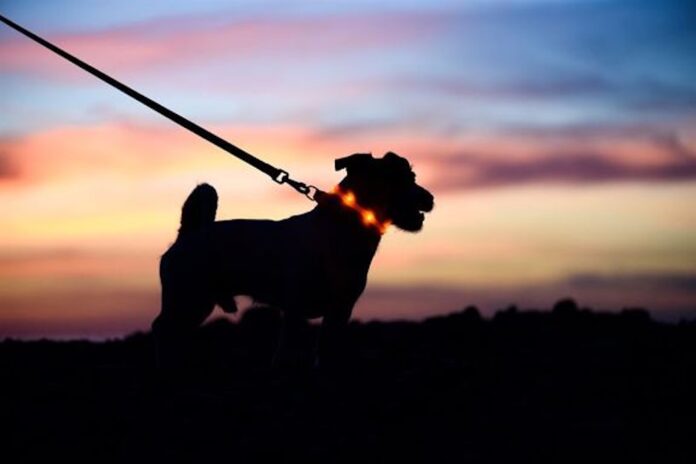 Hund med refleksvest og lys i mørket for bedre synlighed i trafikken