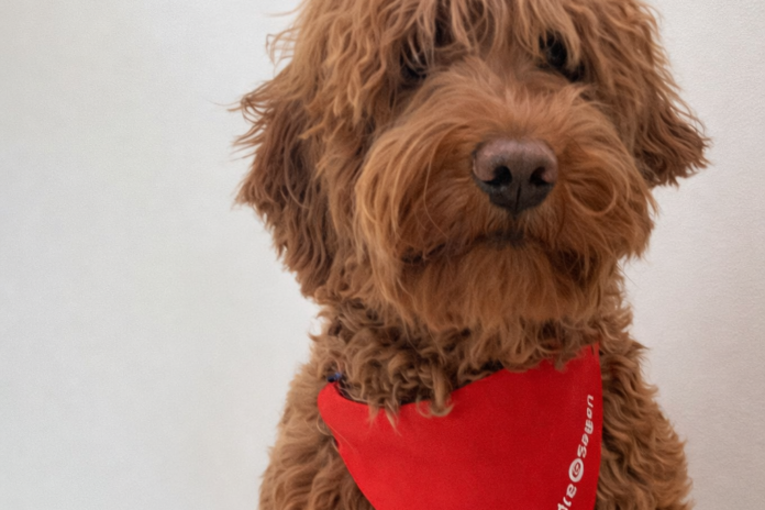 Hund klar til at blive besøgsven ved testdag i Arden arrangeret af Ældre Sagen og Dansk Kennel Klub.