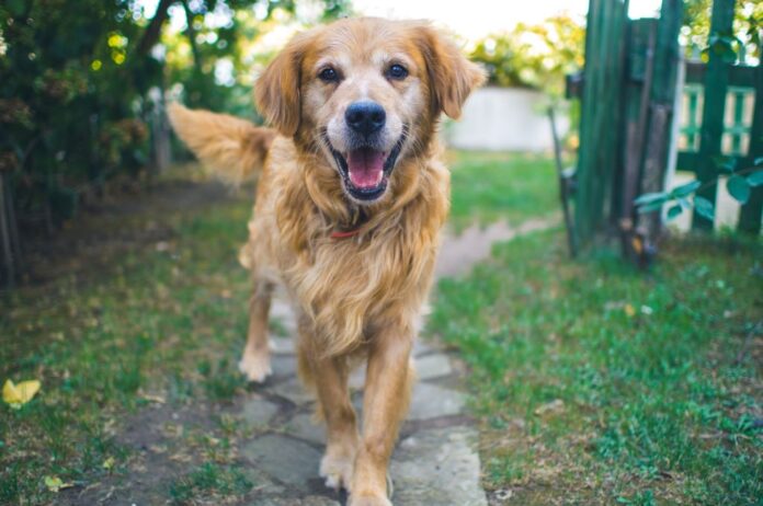 Hund nyder naturen – fokus på racer med lang levetid og sund livsstil