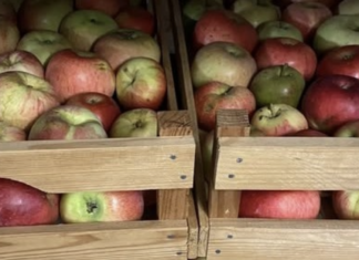 Æblemost i Arden – lokale kan få presset havens æbler til frisk most