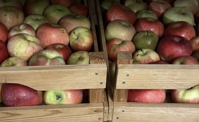 Æblemost i Arden – lokale kan få presset havens æbler til frisk most