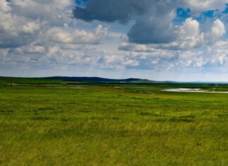 Naturstyrelsen Himmerland udbyder 247 hektar naturarealer i Fællesskov og Mosskov syd for Rebild og Skørping til afgræsning.