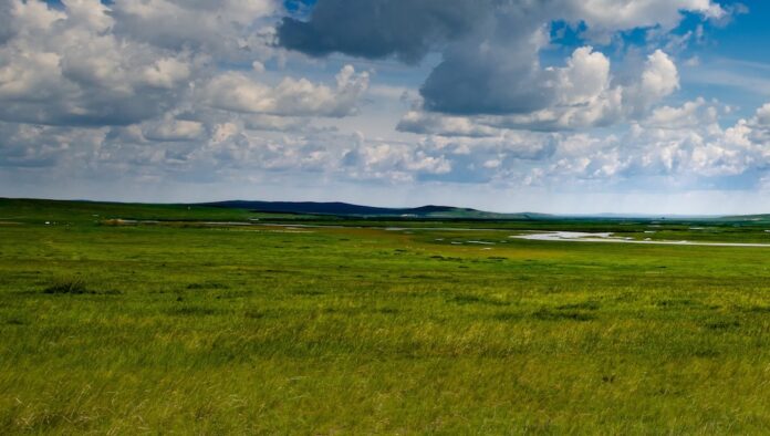 Naturstyrelsen Himmerland udbyder 247 hektar naturarealer i Fællesskov og Mosskov syd for Rebild og Skørping til afgræsning.